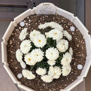 マーガレット,ベランダガーデニング,ガーデニング初心者の画像