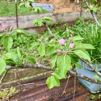 ニラ,山椒,アルプス乙女,アルプス乙女,大岩千鳥の画像