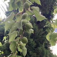 アンズ,小さな庭の画像