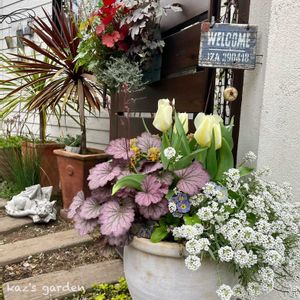 チューリップ,チューリップ,プリムラ,プリムラ,ビオラの画像