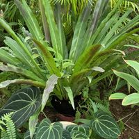 オオタニワタリ,アスプレニウム(オオタニワタリ),おおたにわたり,オオタニワタリ(Asplenium antiquum),アスプレニウム・オオタニワタリの画像
