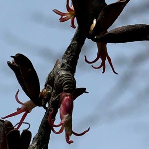 カツラ,ハナノキ,ハナノキ,カツラの雄花,・カツラの雌花の画像