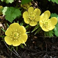 セツブンソウ,キバナセツブンソウ,黄花節分草,山野草,黄色い花の画像