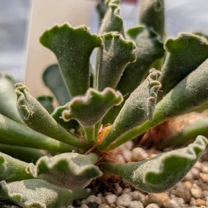 永楽,多肉植物,珍奇植物,my succulent,美しい...の画像