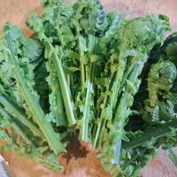 クサソテツの画像