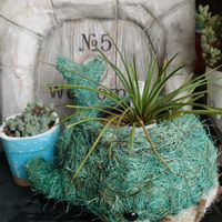 ネモフィラ,胡蝶の舞,アガベ　ジェミニフローラ,ラナンキュラスラックスサティロス♡,復興祈願の画像