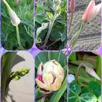 シャクナゲ,スズラン,ガーデンシクラメン,西洋オダマキ,カリフォルニアポピーの画像