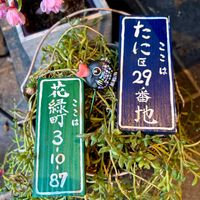 ガーベラ,ガーベラ,チューリップ,チューリップ,ネモフィラの画像