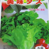 とうがらし,レタス,サヤインゲン,美味タス,沖縄純白ゴーヤーの画像