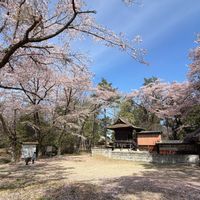 サクラ,モモ,桃源郷,八ヶ岳,iPhone撮影の画像