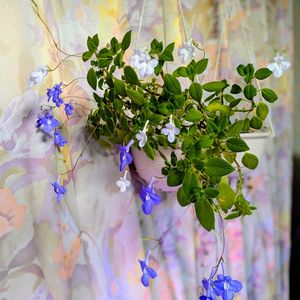 ストレプトカーパス　サクソルム,部屋の画像