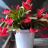 シャコバサボテン,ムスカリ,シャコバ サボテン,シャコバ サボテン,おうち園芸の画像