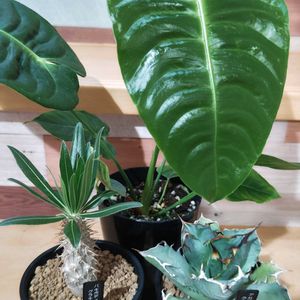 アンスリウム,パキポディウム,アガベ,パキポディウム・グラキリス,アガベ チタノタの画像