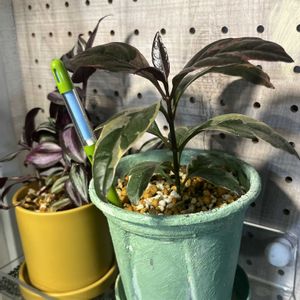 トラディスカンティア・ゼブリナ,トラディスカンチア ゼブリナ,プシュードランセマム,リメイク鉢,スリット鉢の画像