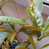 ハナカイドウ,銀木犀,ダルマ系黄花君子蘭,実家の母の花,いいね、コメントありがとうございます♡の画像