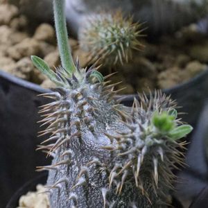 室内,無加温,ベランダの画像