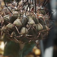 ハオルチア,多肉植物,観葉植物,塊根植物,サボテン科の画像