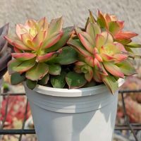 サボテン,朧月,虹の玉,スプリングワンダー,夕映えの画像