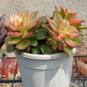 サボテン,朧月,虹の玉,スプリングワンダー,夕映えの画像