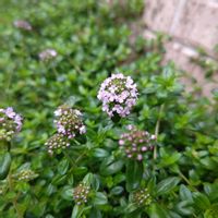 セダム,タイム,黄金丸葉万年草,クリーピングタイム,ベロニカ・オックスフォードブルーの画像