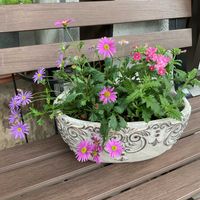 バーベナ,ブラキカム,寄せ植え,GS日和,小さな庭の画像