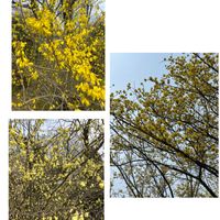サイネリア,サンシュユ,トサミズキ,ボケ,レンギョウの画像