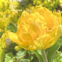 チューリップ,ミモザ,マリージョー,グランドカバー,花のある暮らしの画像