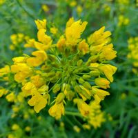 ブルーベリー,モッコウバラ,水菜,小さな庭の画像