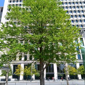 ガジュマル,胡蝶蘭,カツラ,デンドロビューム,アボカド鉢植えの画像