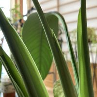 シャクヤク,シャクヤク,スパティフィラム,サトイモ 科,スパティフィラム属の画像