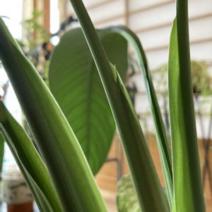 シャクヤク,シャクヤク,スパティフィラム,サトイモ 科,スパティフィラム属の画像