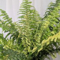 ネフロレピス,ネフロレピス・ハッピーマーブル,ネフロレピス属の画像