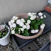 インパチェンスの画像