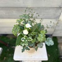 ソフォラ　リトルベイビー,マーブルストロベリー,ヒューケレラ タペストリー,ヒューケラ リップスティック,アンスリウムエクリプスの画像