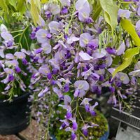 藤の花,藤の花,藤の花,藤の花,藤のツルの画像