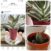 月兎耳,根っこ出た,葉押し,素焼き鉢の画像