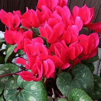 シクラメン,キラキラしてるーっ！,毎年開花,しあわせ時間❤️,キラキラ輝く✨の画像