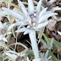 エーデルワイス,アナカンプティス・モリオ・ロンギコルヌの画像