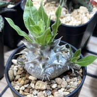 カポック,塊根植物の画像
