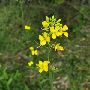 かつお菜！,無農薬野菜,かつお菜,菌ちゃん農法,家庭菜園の画像