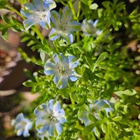 ネモフィラ　ハイズブルー,鉢植え,明るい日陰,プランター,ガーデニング初心者の画像