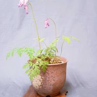 山野草,鉢植え。,癒されて,スマホ撮り,うすいピンク色の画像