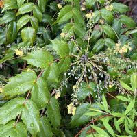 ヒイラギナンテン,雨の日,お出かけ先の画像
