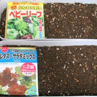 アイスプラント,美味タス,天狗なす,純系愛知ファースト,北海道の画像