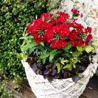 バーベナ,寄せ植え,可愛い,庭の花,癒しの画像