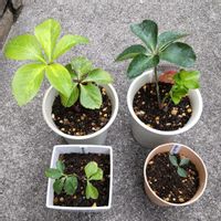 クリスマスローズ,鉢植え,花のある暮らし,出た！新芽♡,季節のお花の画像