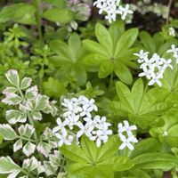 ビバーナム,鉢植え,山野草,花木,白い花の画像