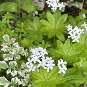 ビバーナム,鉢植え,山野草,花木,白い花の画像