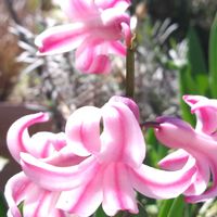 ヒヤシンス（風信子）,ヒヤシンス（風信子）,鉢植え,花壇,庭の画像
