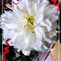 ボタン,ルビーネックレス,白牡丹,黒法師,黒法師の画像